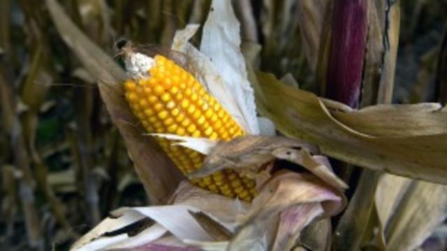 La autorización a cultivar maíz transgénico también ha causado fuerte polémica en México. Foto Getty Images.