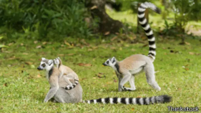 Lémur de cola anillada