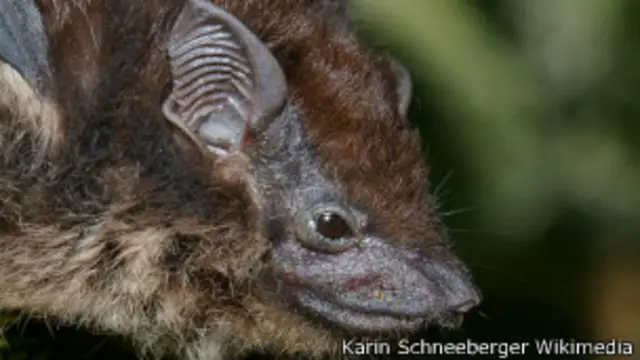 Murciélago de sacos