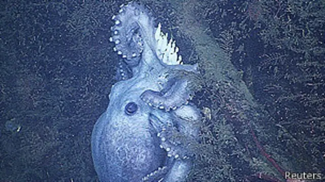 Pulpo de aguas profundas