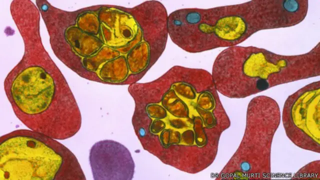العلماء يدعون لتطوير دواء بديل للمرض. 