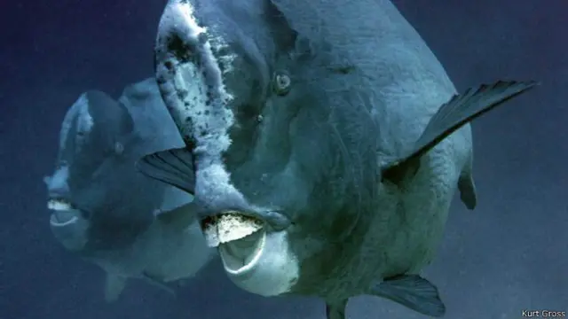 Bolbometopon muricatum