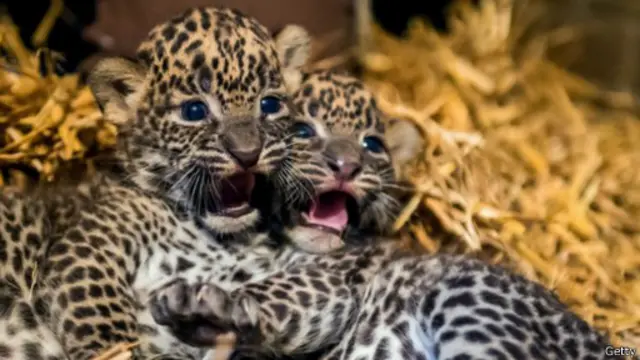Кошенята шрі-ланкійського леопарда