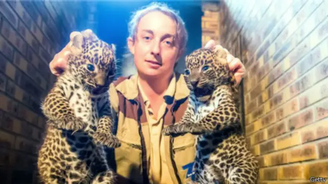 Новонароджені леопарди