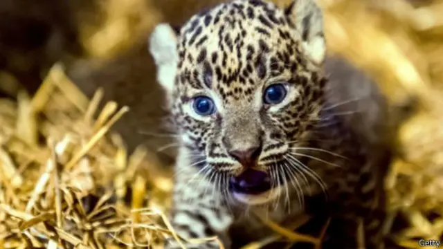 Леопарденята