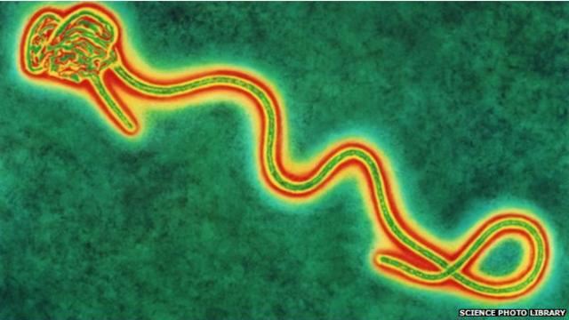 ينتشر فيروس إيبولا عبر الاتصال البشري وعبر سوائل وافرازات الجسم كاللعاب