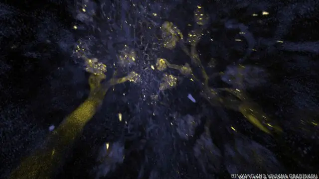 किडनी के ऊतक