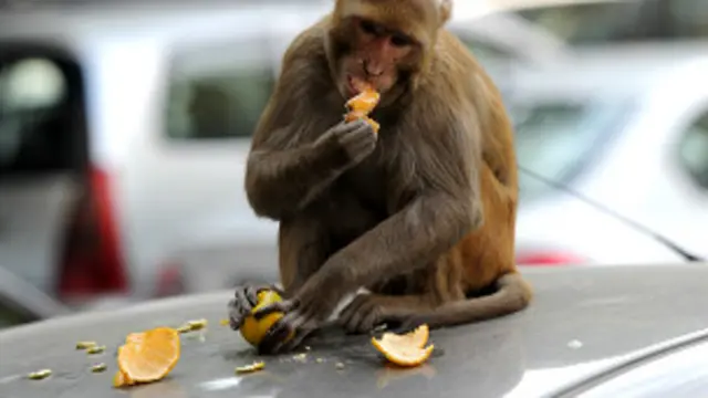 اطلاعات کے مطابق 10,000 روپے مالیت کے یہ بھارتی کرنسی نوٹ ایک قریبی گھر سے چوری کیے گئے