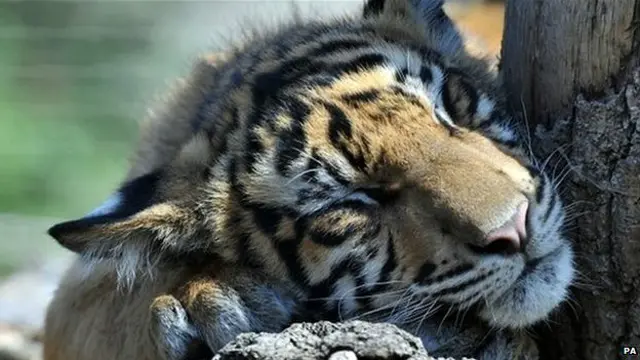 倫敦動物園下班後的派對被指對動物造成驚嚇和緊張，遭當局調查。