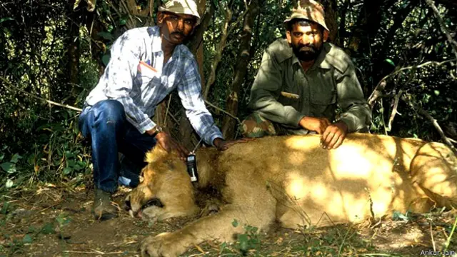 गुजरात, गिर, शेर