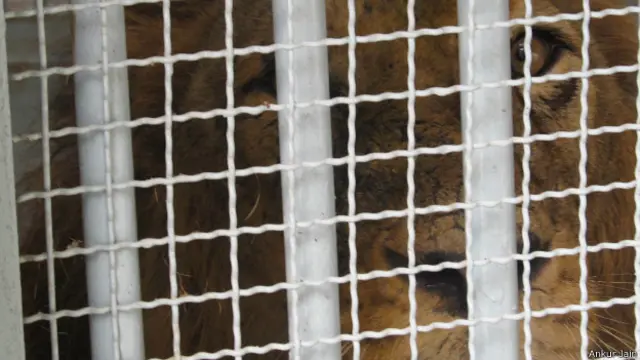 गिर शेर, गुजरात