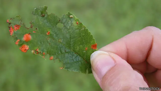 Hoja de planta infectada con "plum rust"