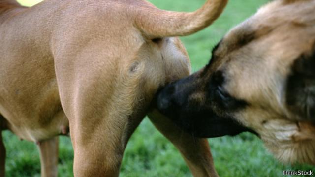 Saiba porque os cachorros cheiram as partes íntimas das pessoas - Ecos da  Noticia