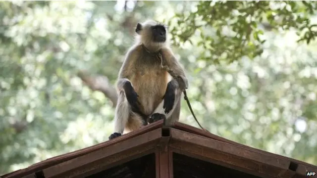 Lutung asli pernah digunakan untuk mengusir monyet liar, tetapi kini dilarang.