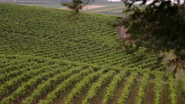 Vinícola na Moldávia (BBC)