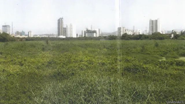 मुंबई दलदली क्षेत्र