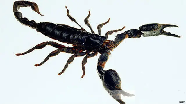 काला बिच्छू