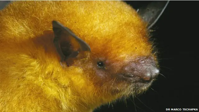 Murciélago dorado de Bolivia