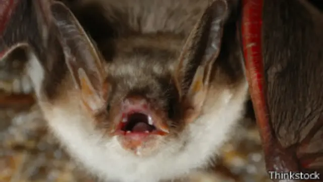 Murciélago oreja de ratón