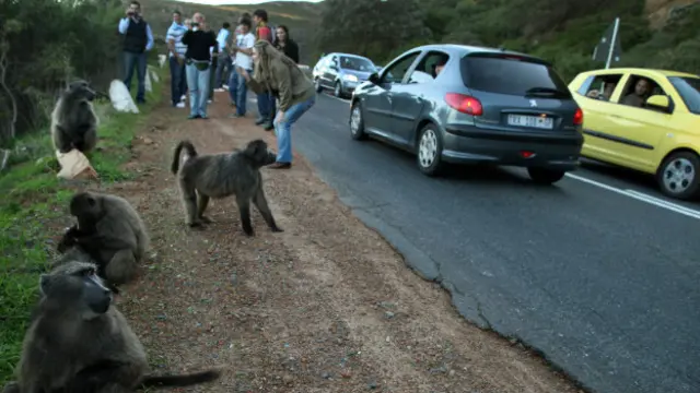 لوٹ مار کرنے والے بن مانسوں نے مصروف ہائی وے پر اپنا قبضہ جما رکھا ہے: ٹیلی ویژن چینل