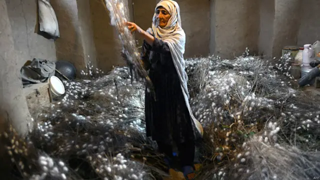 अफगानिस्तान के हेरात सूबे में रेशम का उत्पादन