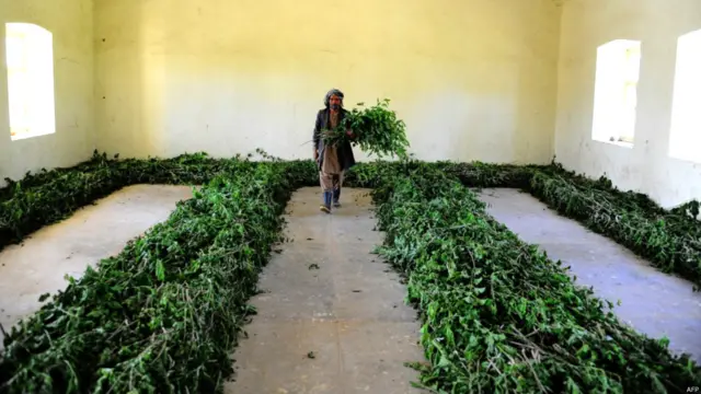 अफगानिस्तान के हेरात सूबे में रेशम का उत्पादन