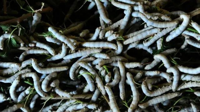 अफगानिस्तान के हेरात सूबे में रेशम का उत्पादन