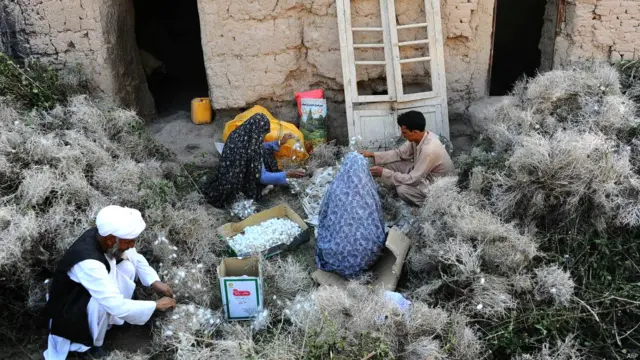अफगानिस्तान के हेरात सूबे में रेशम का उत्पादन