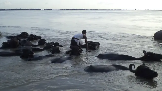 उफ़नती कोसी नदी