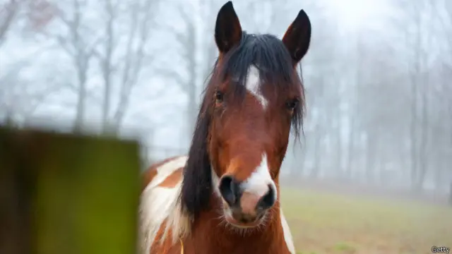 دوسرے جانوں کے طرح گھوڑے بھی اپنے حملہ آور کا تعین کرسکتے ہیں اور اپنے کان 180 ڈگری تک گھما سکتے ہیں
