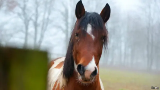 الأذن كثيرة الحركة تساعد العديد من الحيونات على لفت انتباهها صوب إمكانية تربص الحيوانات المفترسة