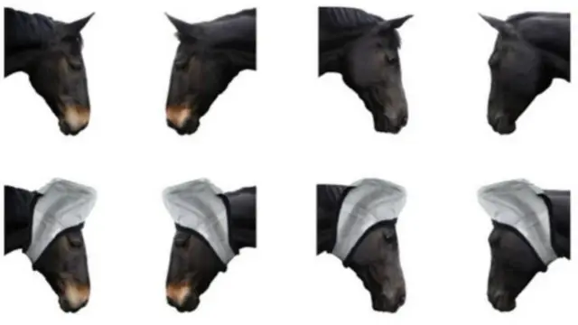 الخيول في الاختبار تتعقب أنظار الخيول الأخرى، والاتجاه الذي تتحرك نحوه آذانها