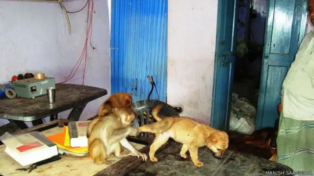 पटना के पशुप्रेमी प्रवीण का घर और उनके पालतू जानवर