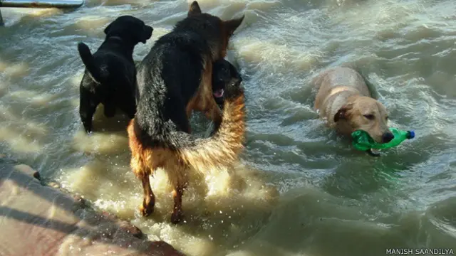 पटना के पशुप्रेमी प्रवीण के पालतू जानवर