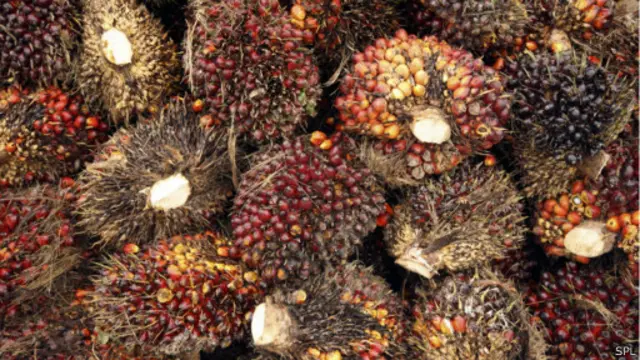 میوه نخل روغنی (Elaeis guineensis)