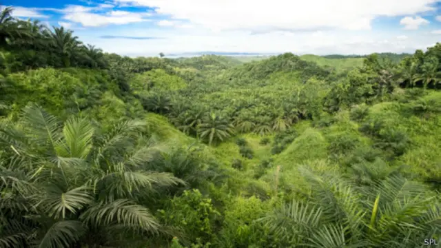 جنگل مصنوعی نخل روغنی در مالزی