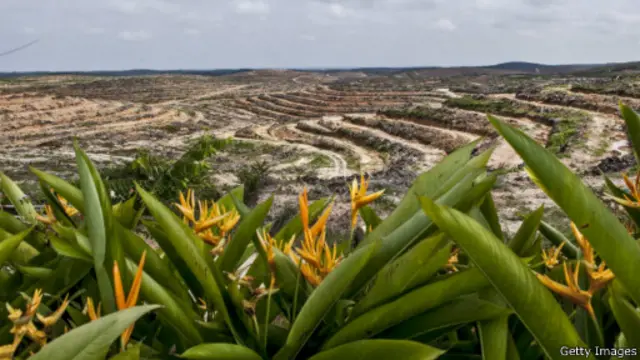 جنگل طبیعی نابود شده در سوماترای اندونزی برای کاشت نخل روغنی