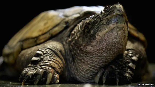 स्नैपिंग कछुआ