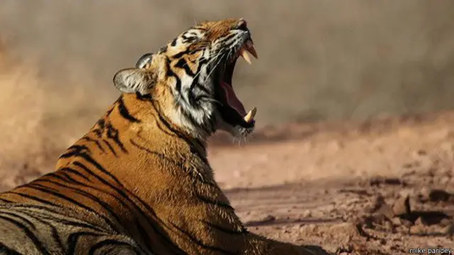 माइक पांडे