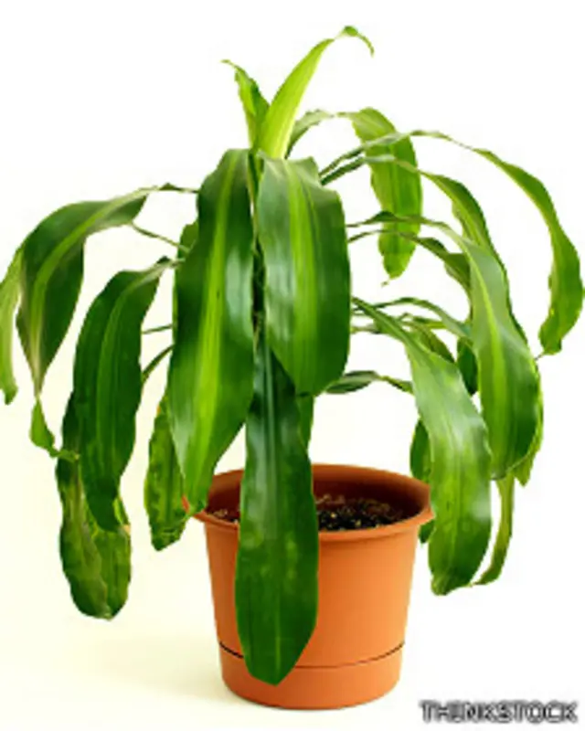 Planta en una maceta