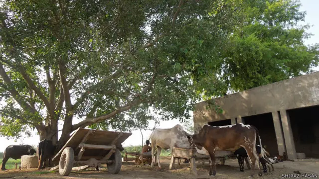 पाकिस्तान, जड़ानवाला, भगत सिंह