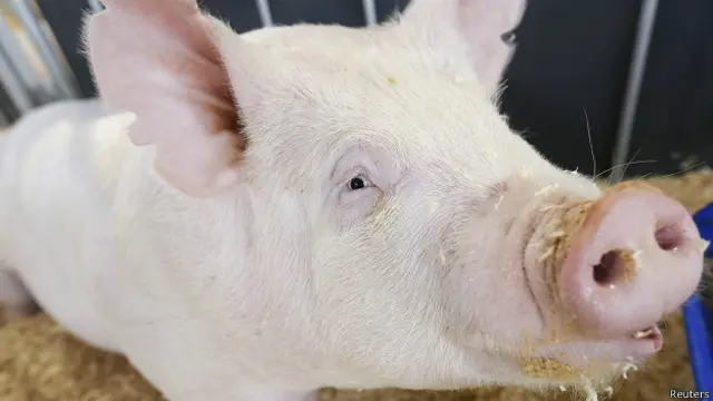 Свинья на выставке свиноводства