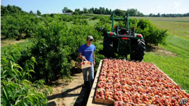 Персиковый сад в США