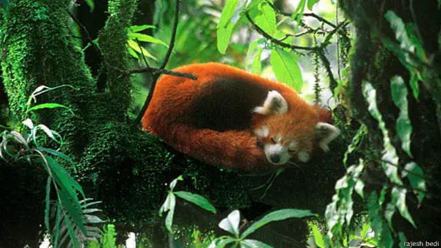 बेदी ब्रदर्स 