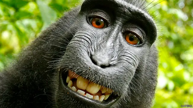 Selfie de un macaco tomada en Indonesia