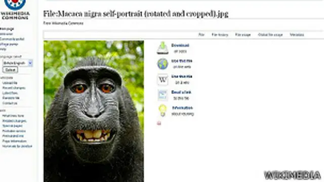Foto de selfie de un macaco en Wikimedia