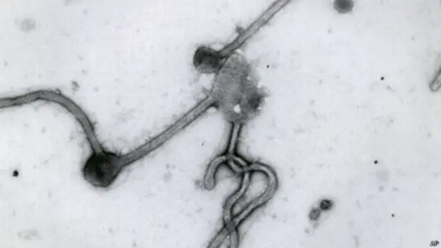 Вирус Эбола