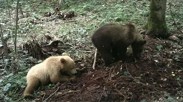 Медведь-блондинка