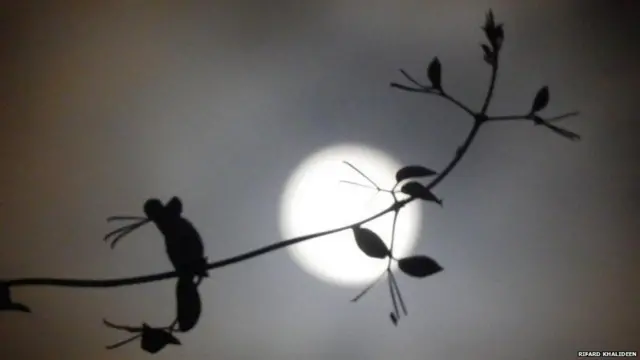 இலங்கையின் கண்டி நகரில் ரிபார்ட் கலிதீன் இந்தப் படத்தை எடுத்தார். 