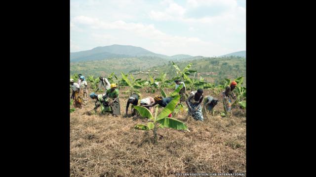 Cooperativa Plantación Bananera, Huye District, Ngoma Village, Ruanda.